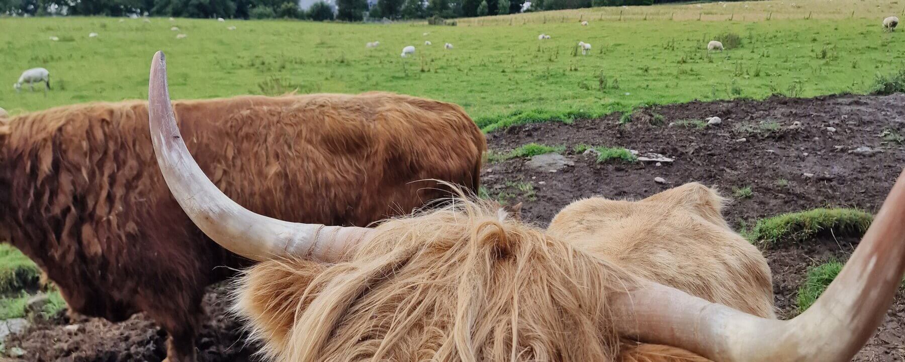 Highland Coo Tours
