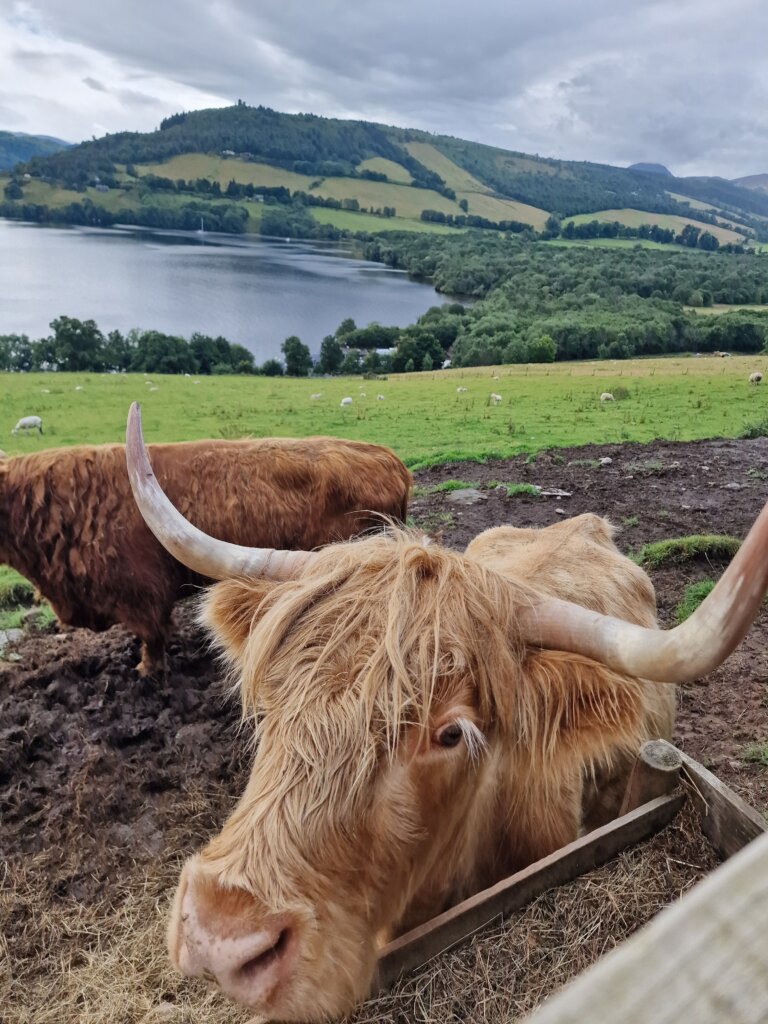 Highland Coo Tours - 20240812 114621
